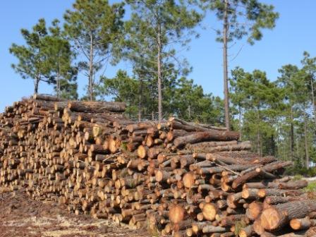 Comércio de madeira e produtos derivados de madeira - Novas regras europeias